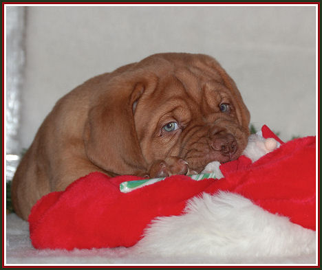 kerst pup3.jpg